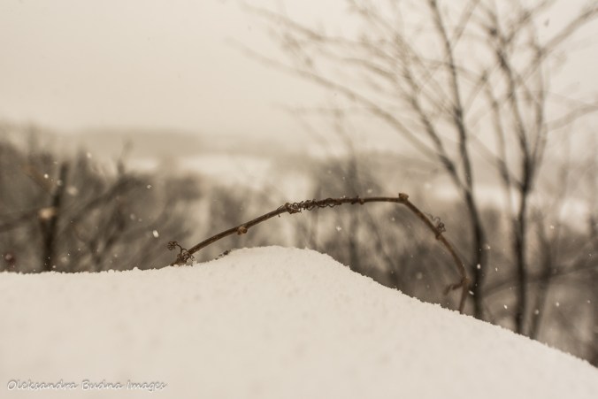 snowy scene at Rattlesnake point conservation area