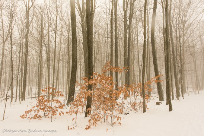 forest at rattlesnake forest in the winter