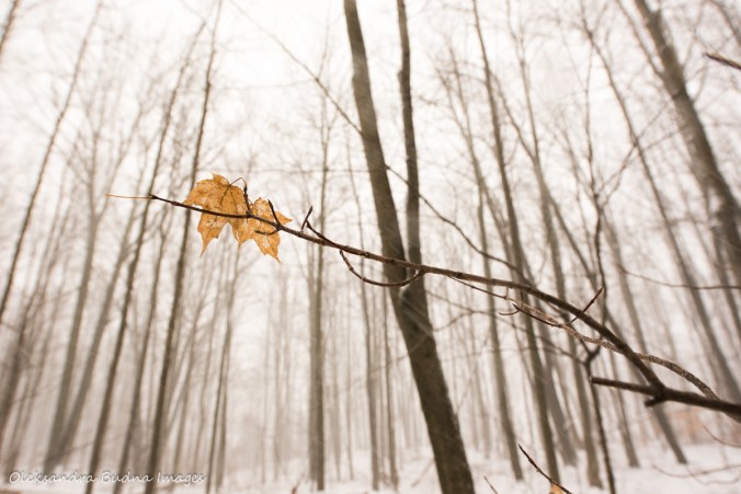 leaves against a snowy forest at Rattlesnake point