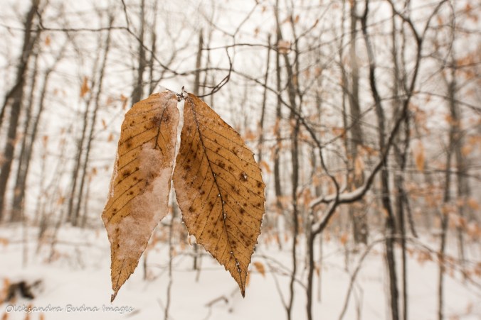 brown leaves against snowy forest