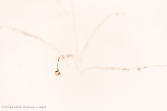 dry plant against snow
