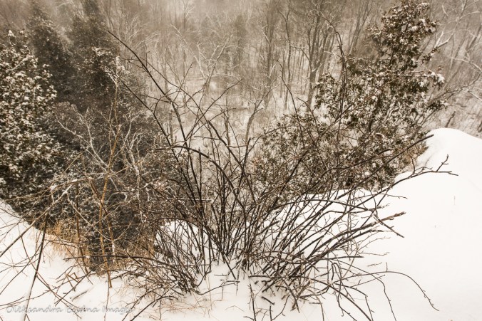 winter at Rattlesnake point