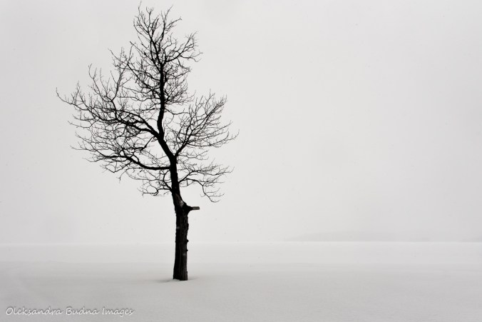 lone tree against snow covered Windy Lake