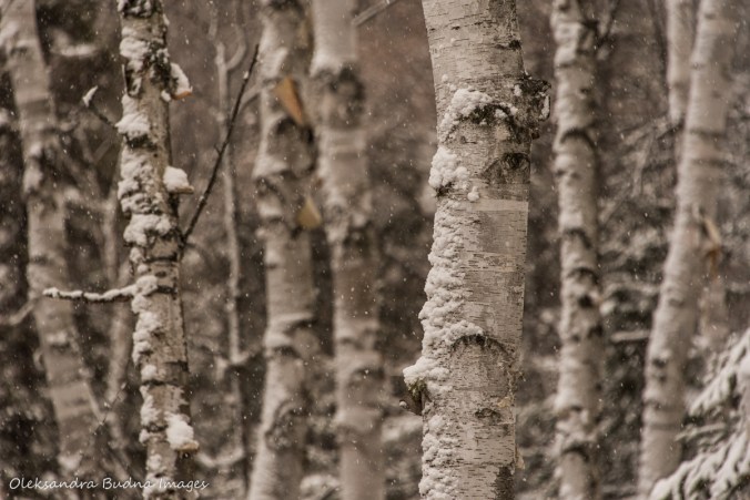 birches in the winter at Windy Lake Provincial Park