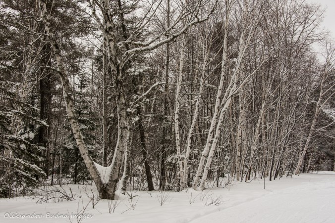 Windy Lake provincial park in the winter