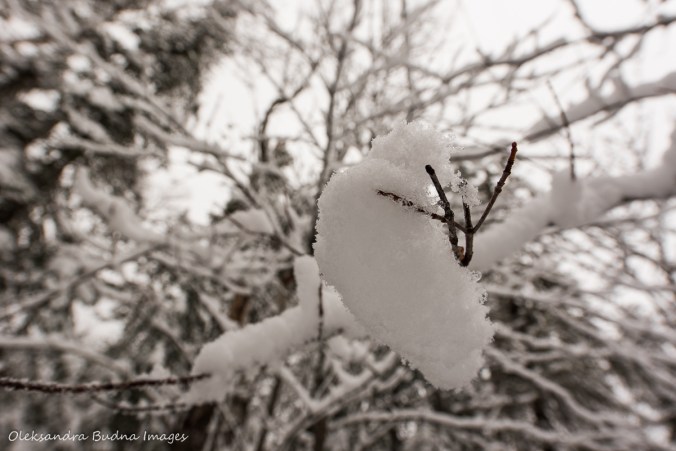 snow balancing on a tree branch