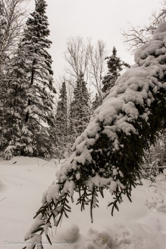 trees covered in snow