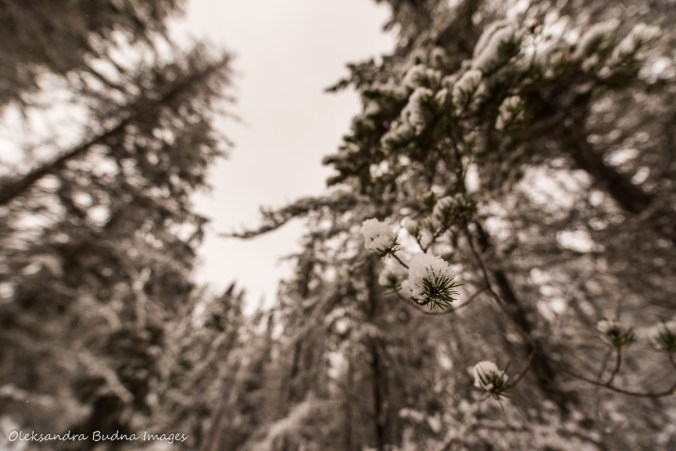 forest in the winter