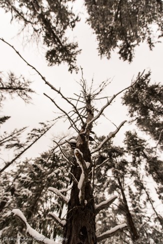 forest in the winter