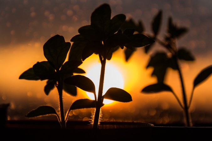 tomato seedlings against the setting sun