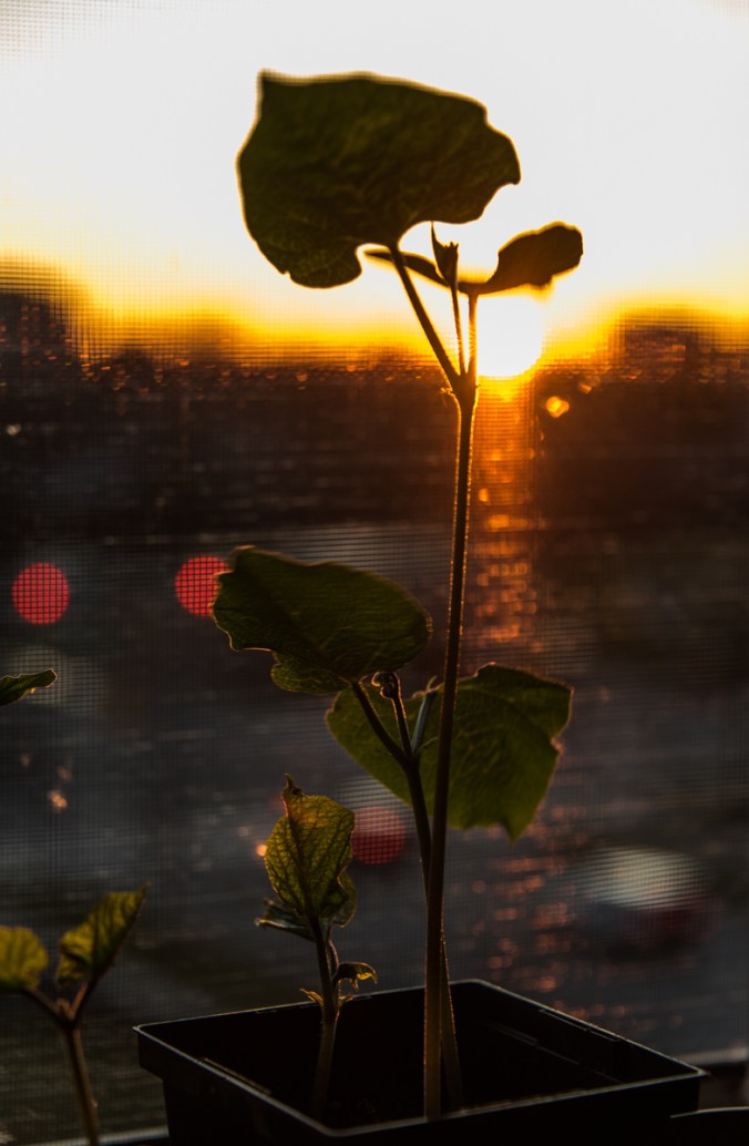 bean plant on a windowsill against the setting sun
