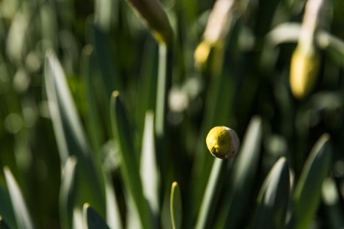 daffodil about to bloom