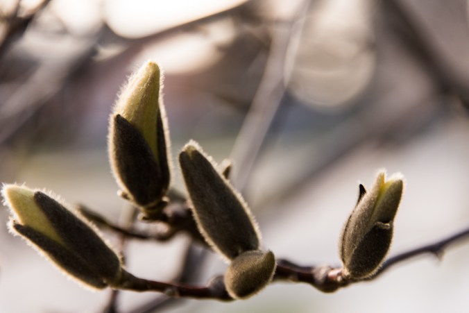 magnolia buds