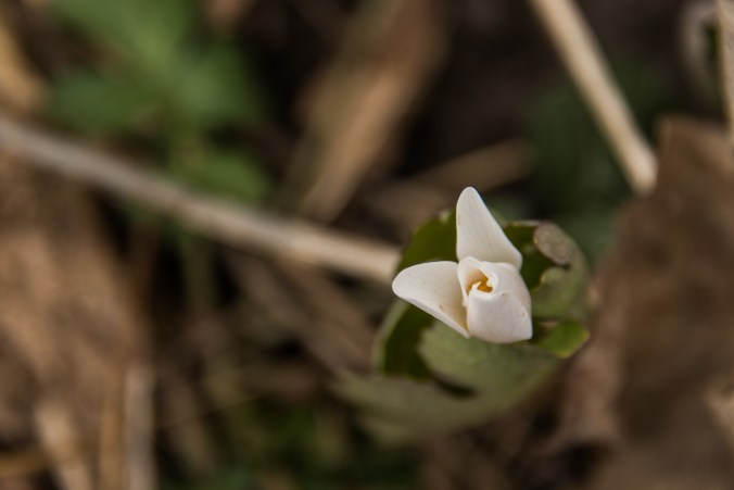 bloodroot flower