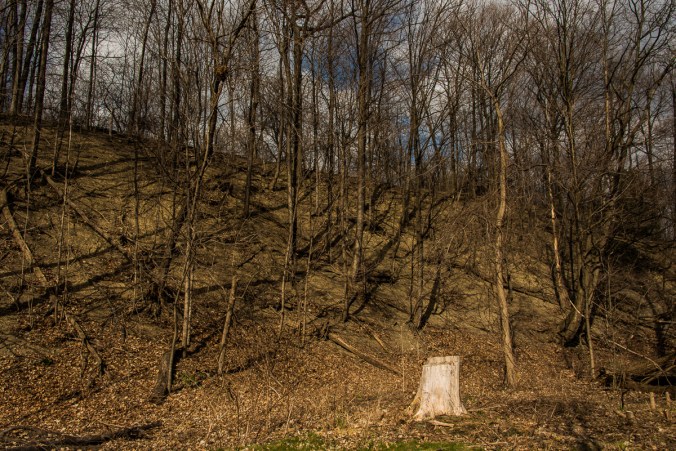 woods along etobicoke creek