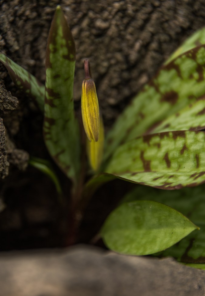 trout lilu ready to bloom