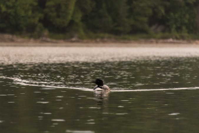 loon on Ruth-Roy Lake in Killarney