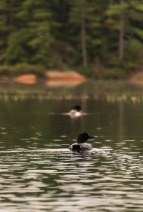 loons on Ruth-Roy Lake in Killarney