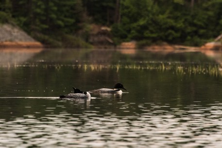 loons on Ruth-Roy Lake in Killarney