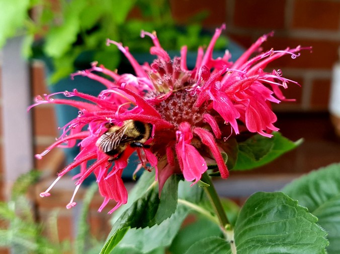 bee on bee balm