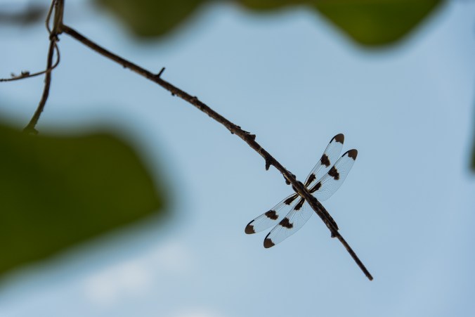 dragon fly on a branch