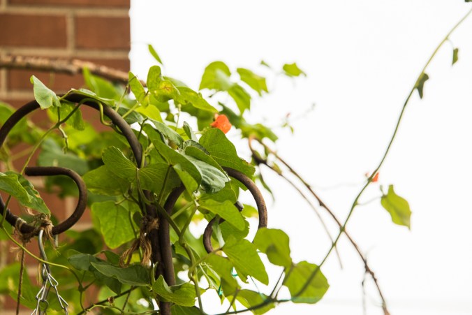 bean and sweet potato vines