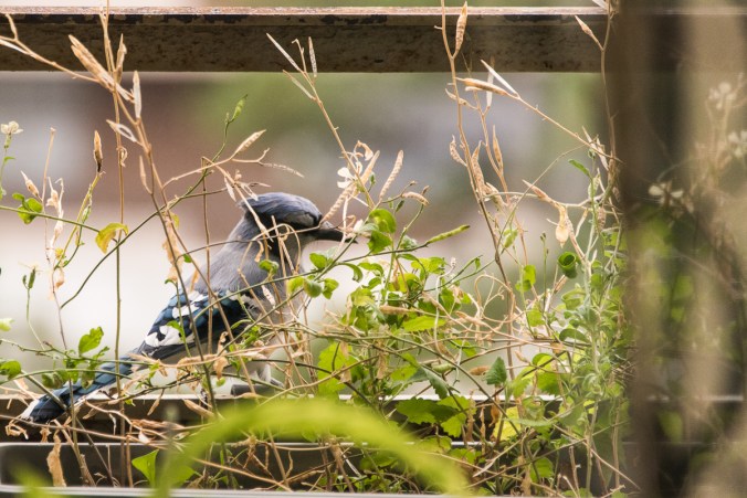 blue jay on the balcony