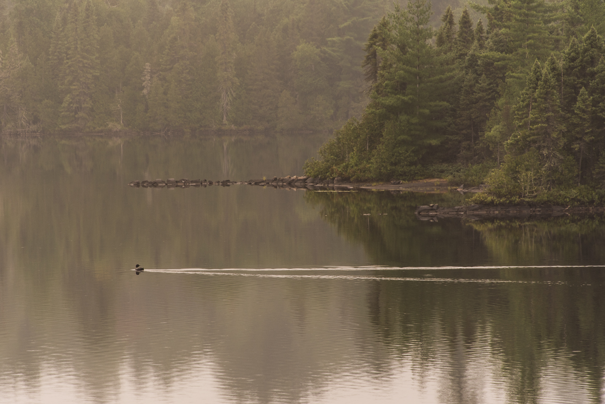 loon on Blueberry Lake in Temagami