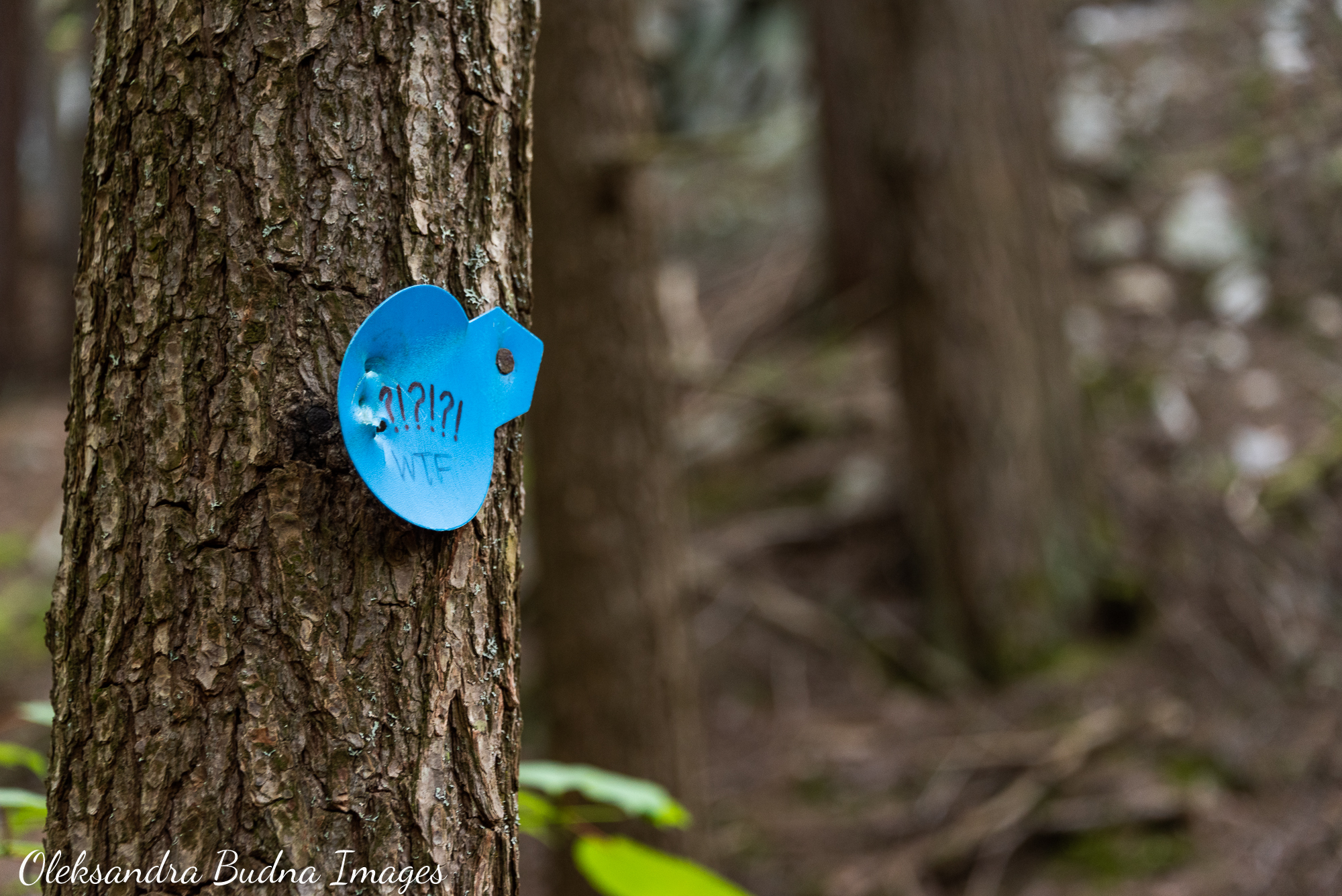 La Cloche Silhouette Trail in Killarney