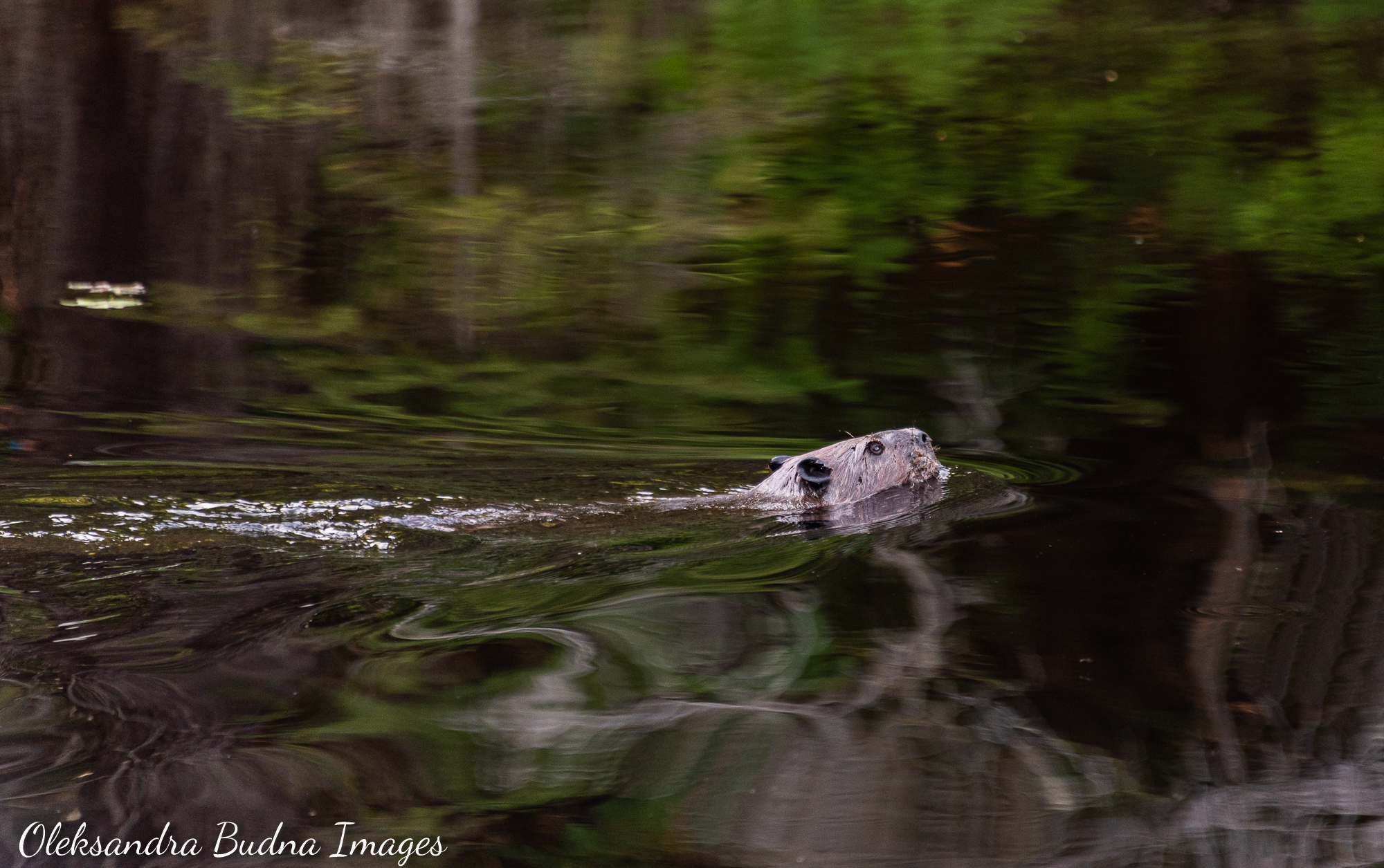 La Cloche Silhouette Trail in Killarney