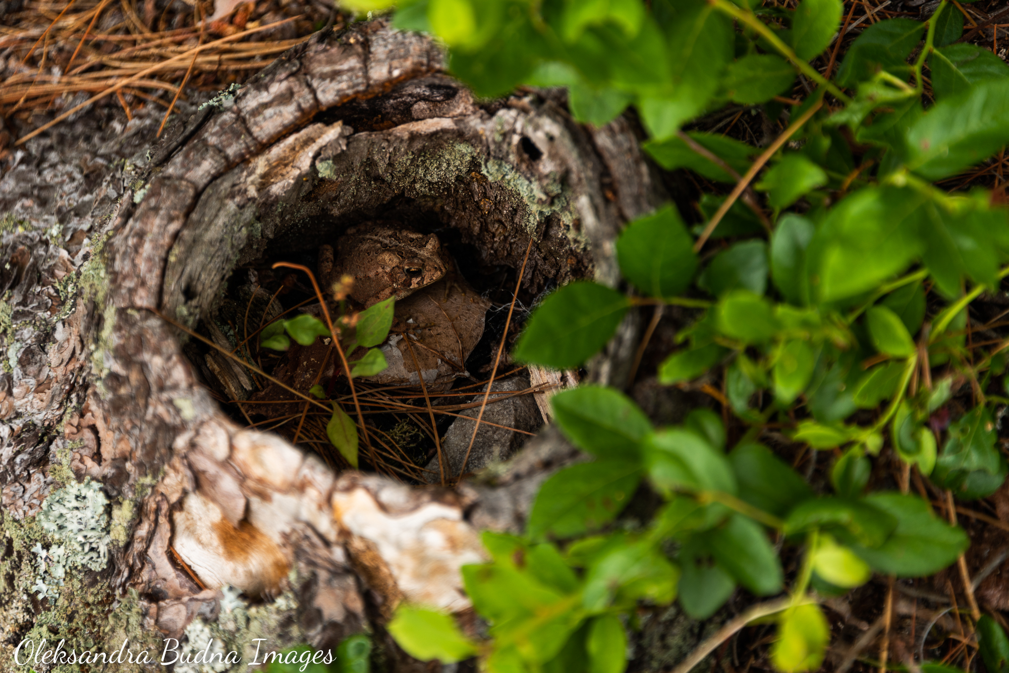 La Cloche Silhouette Trail in Killarney
