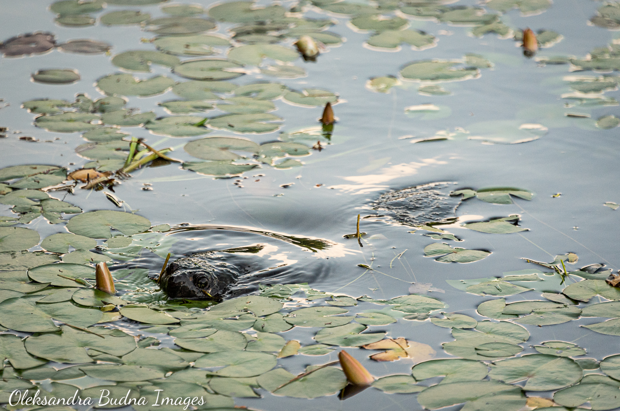La Cloche Silhouette Trail in Killarney