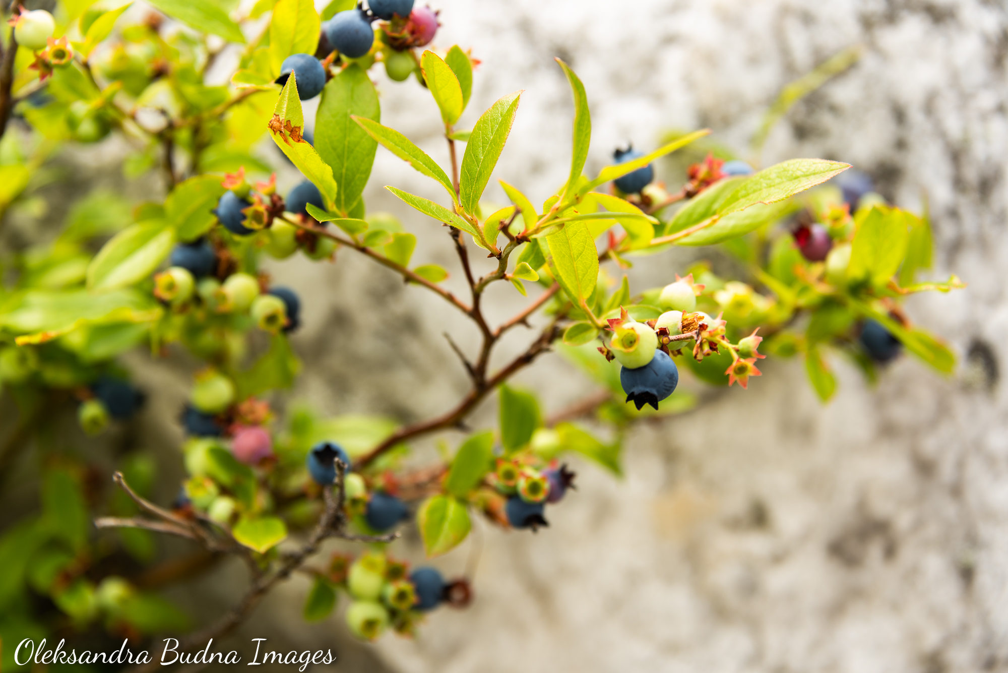 La Cloche Silhouette Trail in Killarney