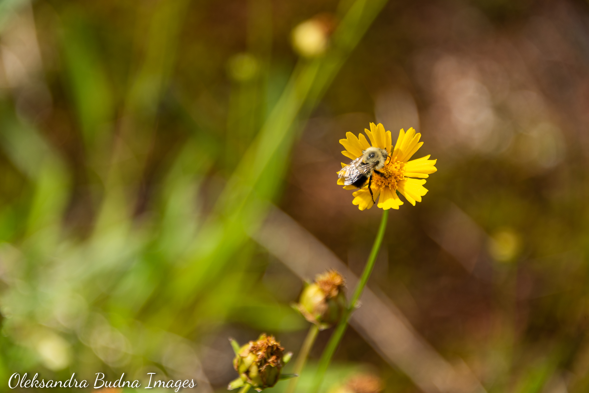 La Cloche Silhouette Trail in Killarney