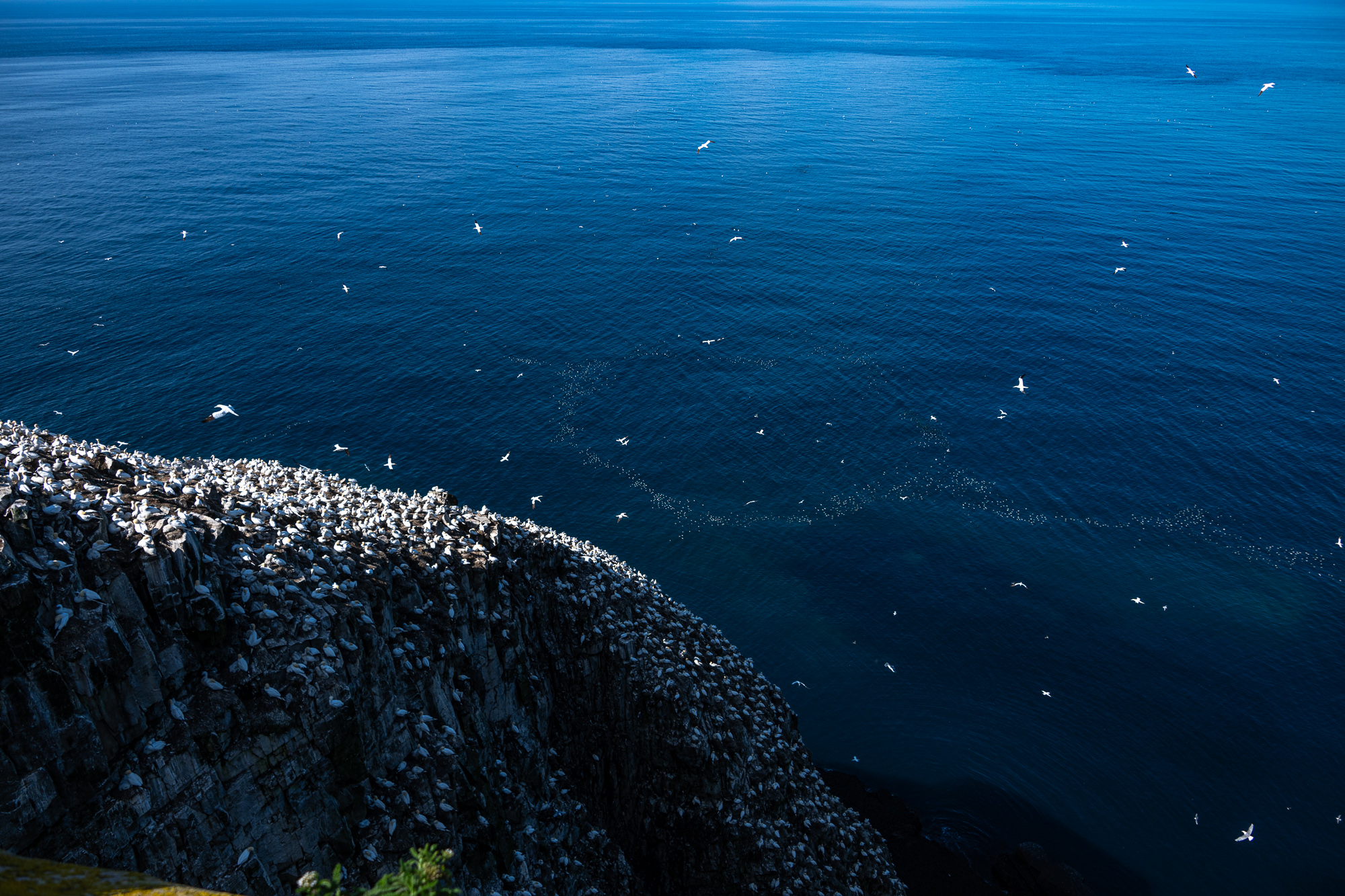 Northern gannets in Newfoundland