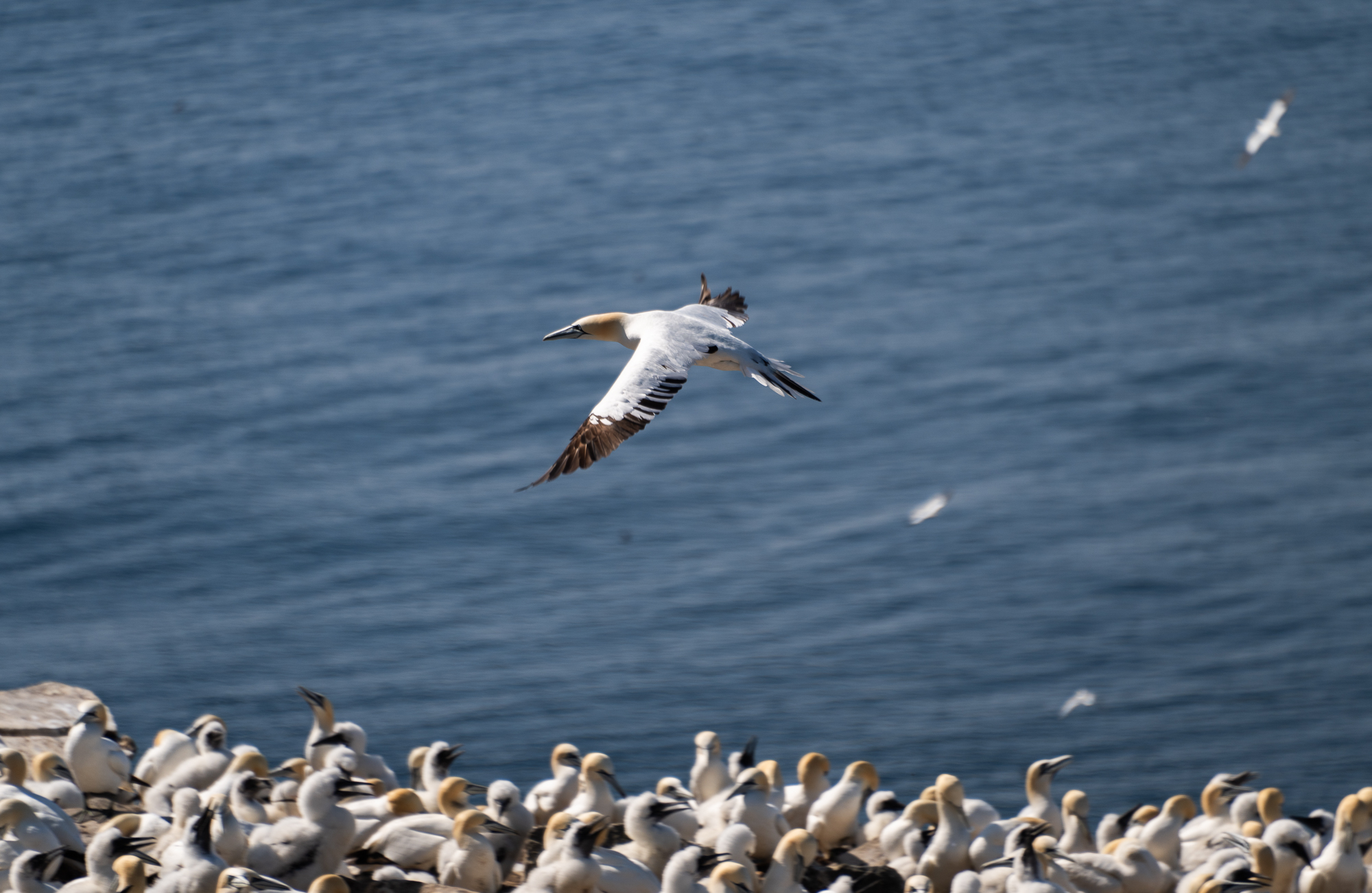 Cape St. Mary's Ecological Reserve in Newfoundland