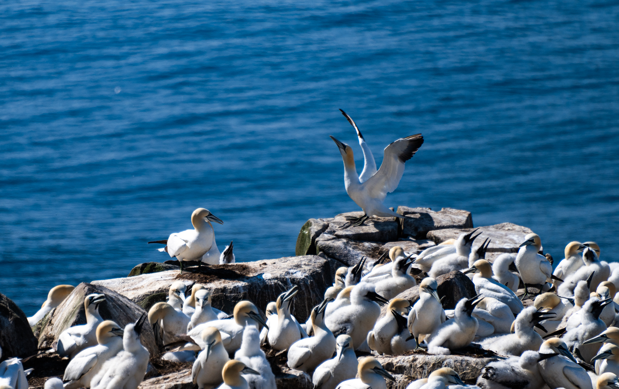 Cape St. Mary's Ecological Reserve in Newfoundland