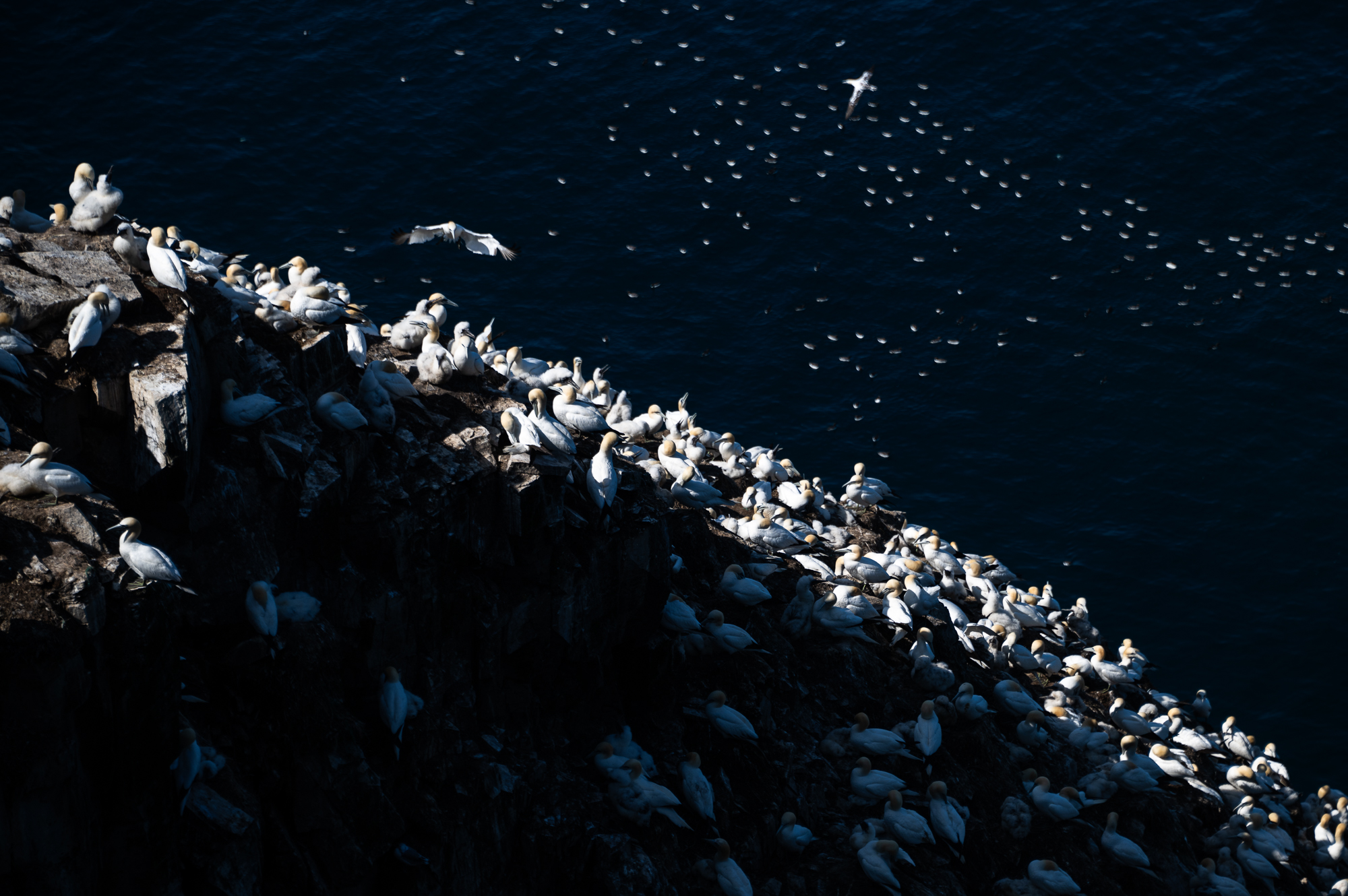 Northern gannets in Newfoundland