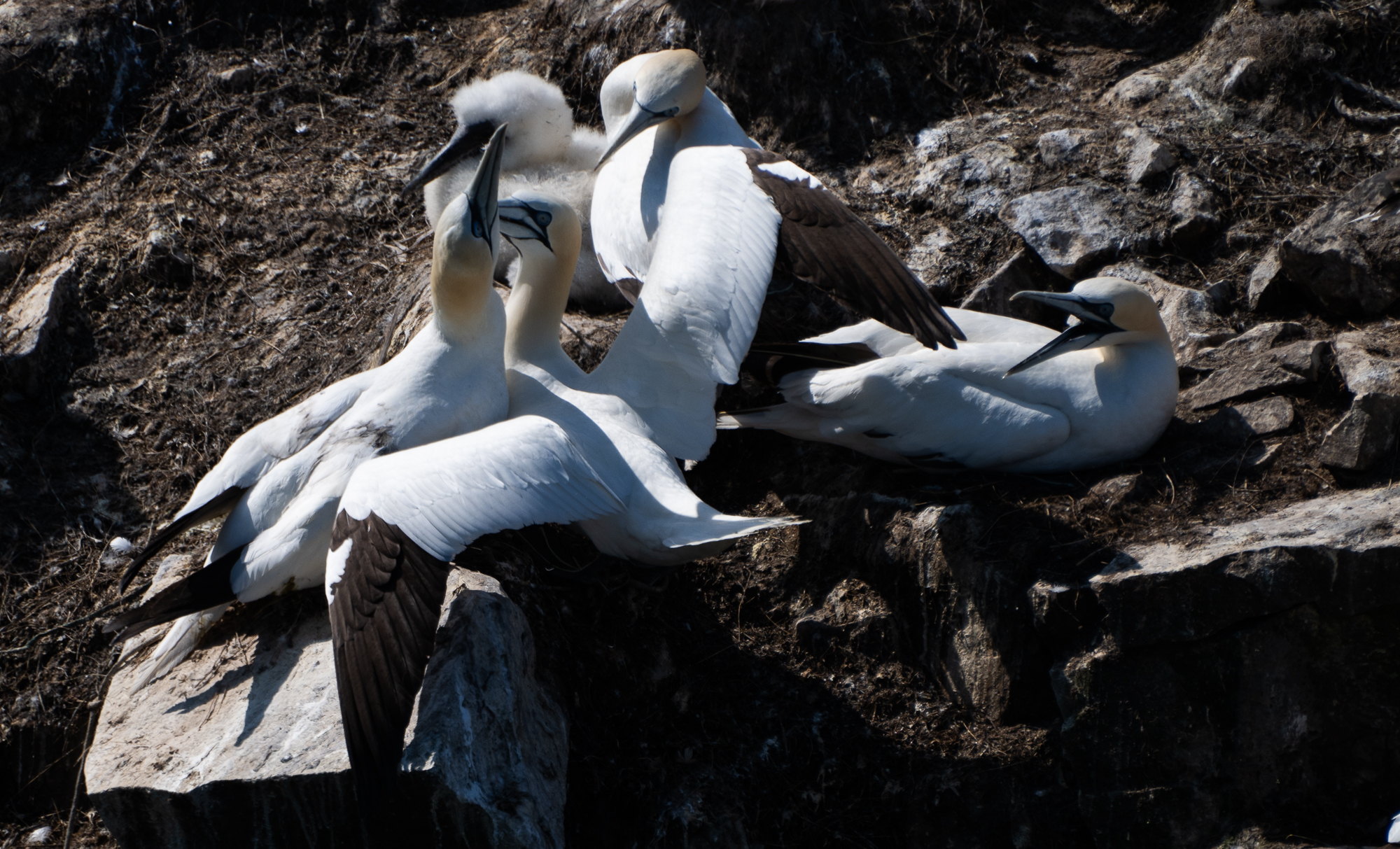 Cape St. Mary's Ecological Reserve in Newfoundland