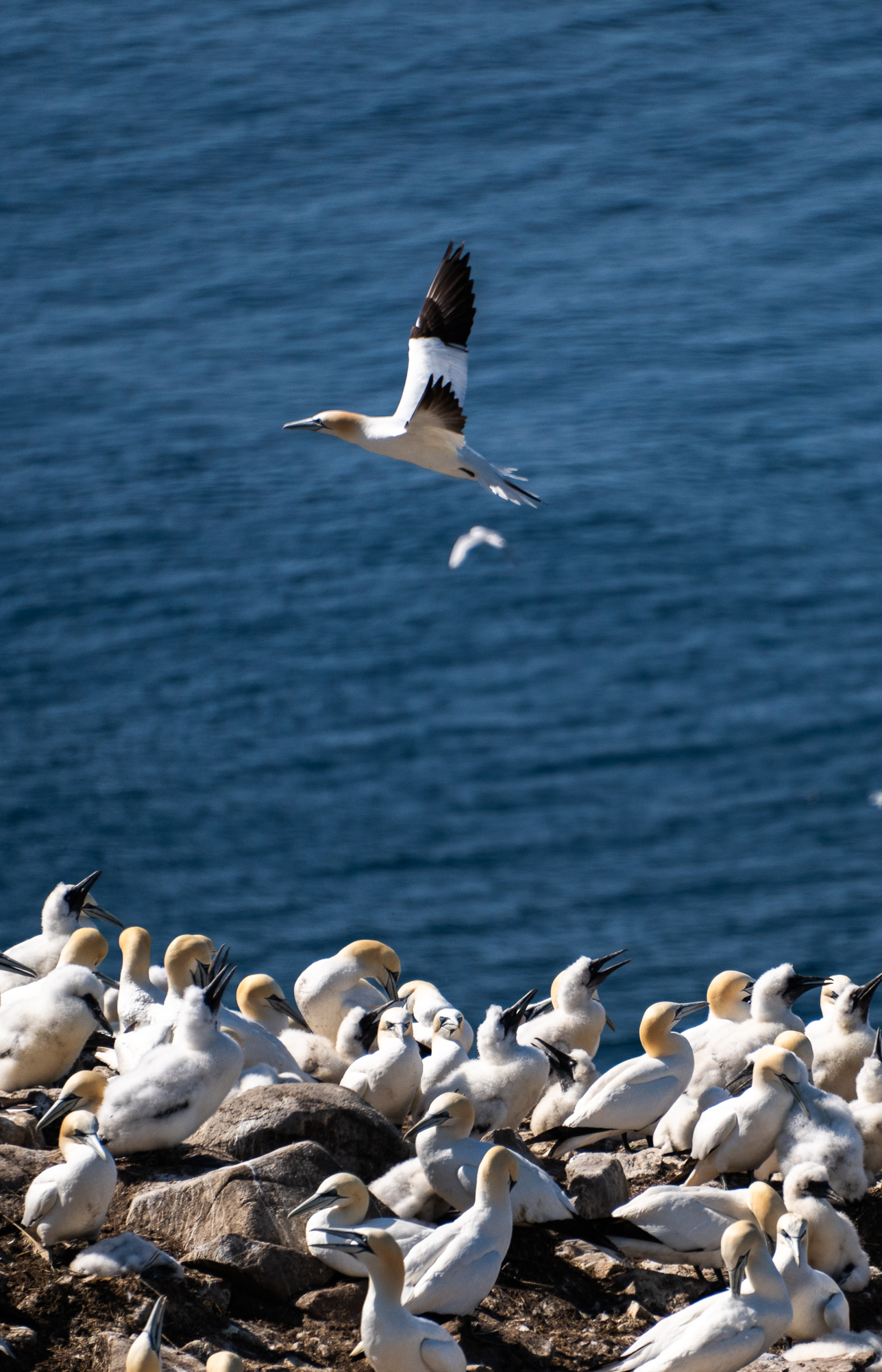 Cape St. Mary's Ecological Reserve in Newfoundland