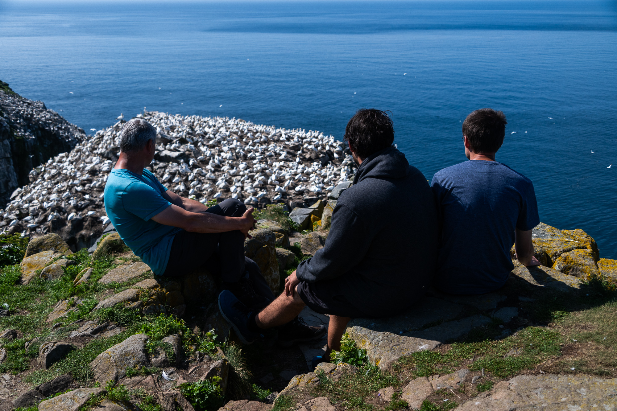 Northern gannets in Newfoundland