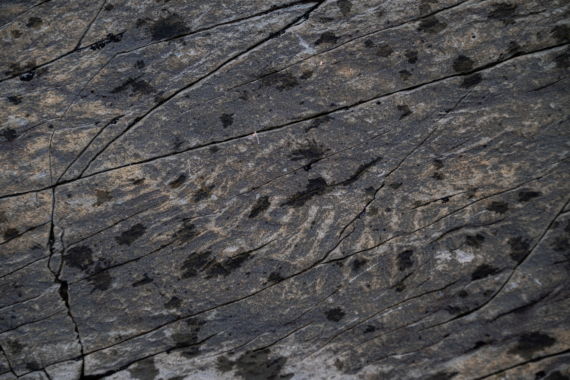 Fossils at Mistaken Point Ecological Reserve on Avalon peninsula in Newfoundland