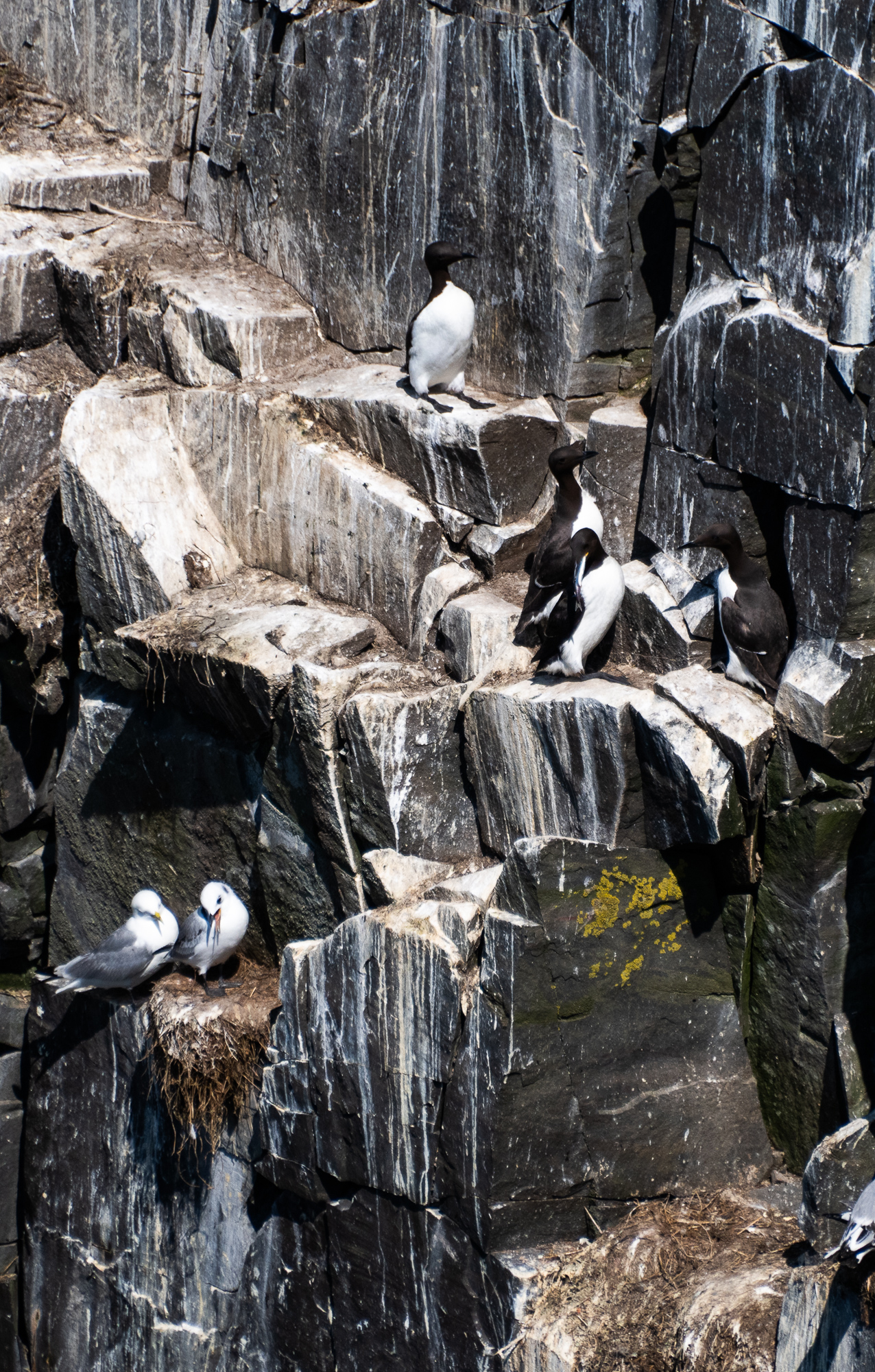 Cape St. Mary's Ecological Reserve in Newfoundland