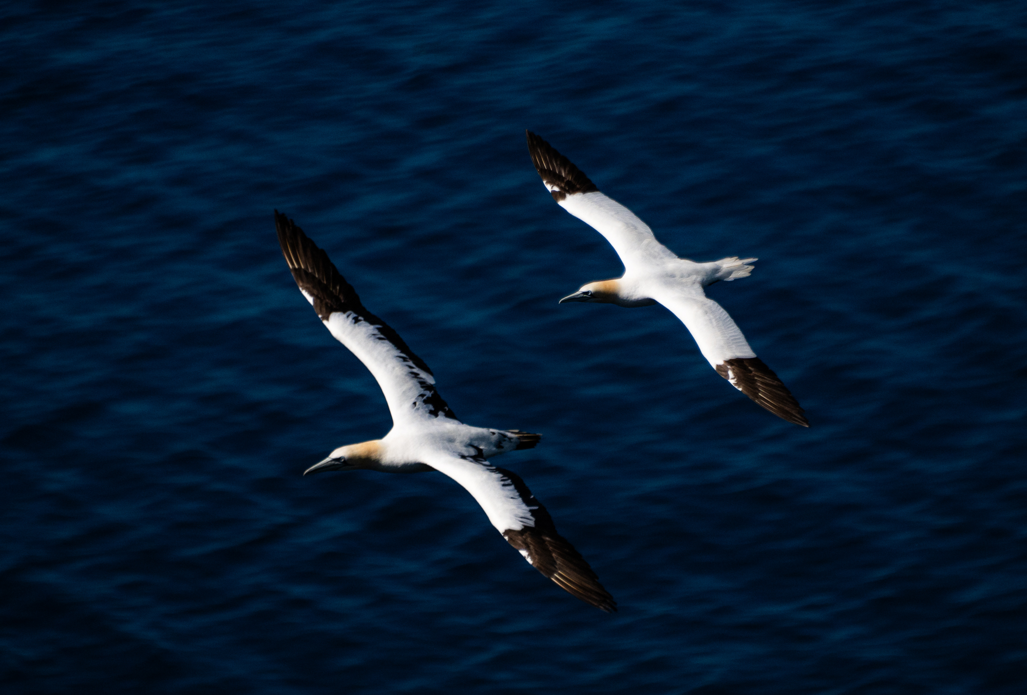 Cape St. Mary's Ecological Reserve in Newfoundland