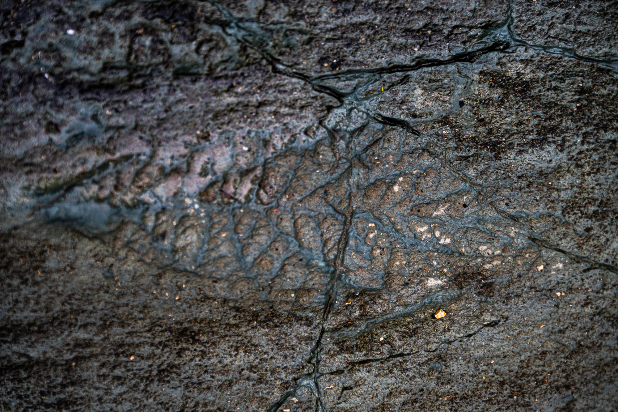 Avalon peninsula in Newfoundland