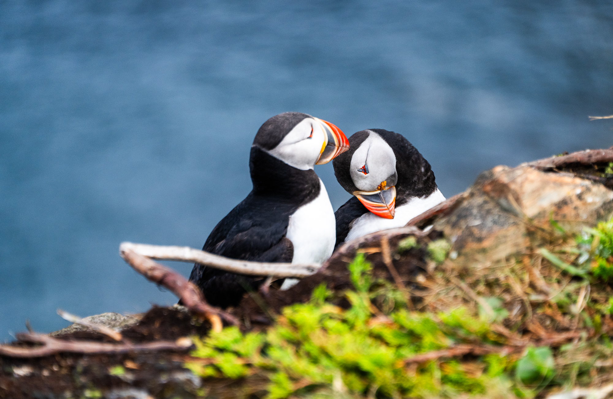 Puffin viewing area in Elliston, Newfoundland