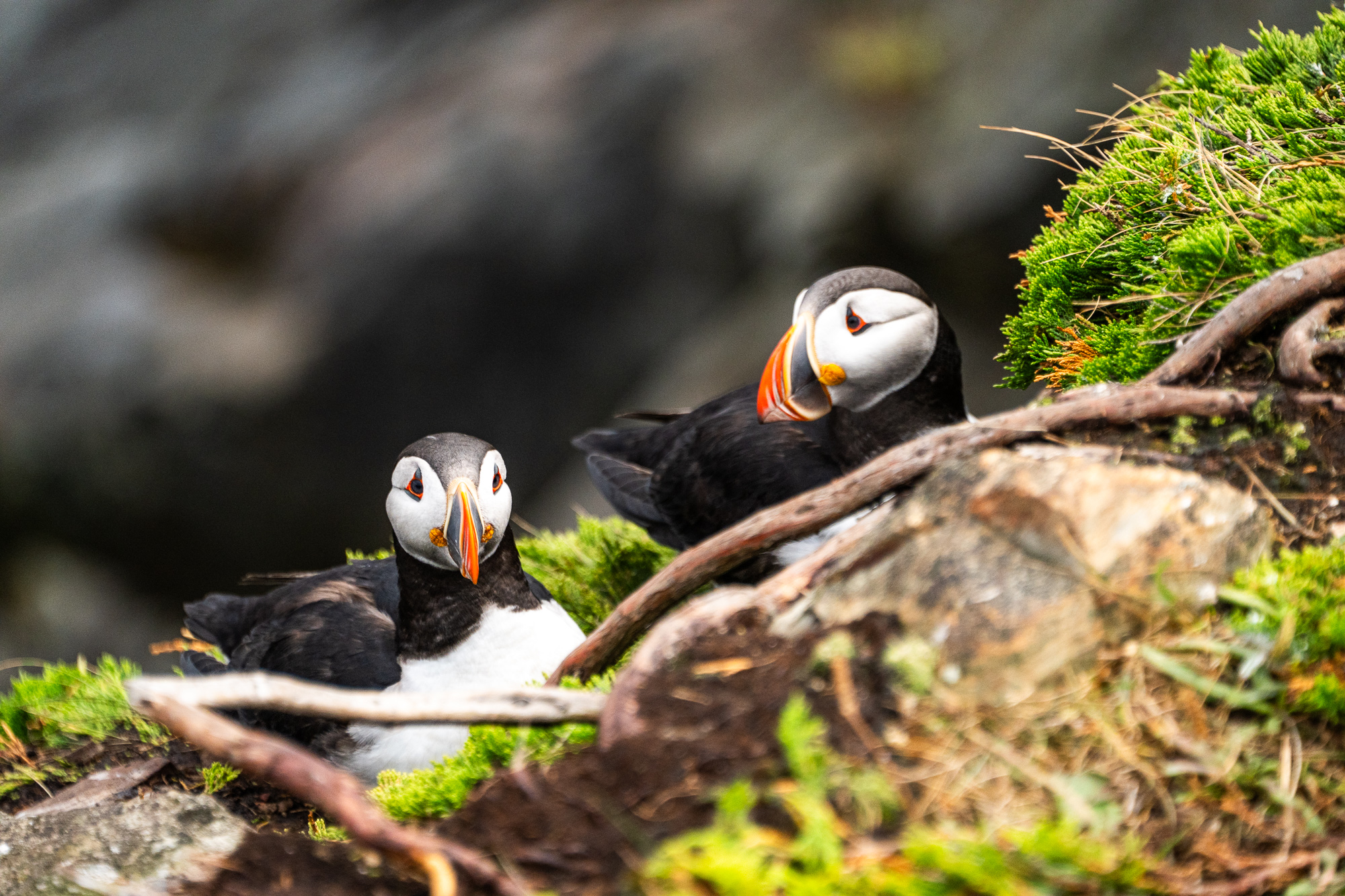 Puffin viewing area in Elliston, Newfoundland