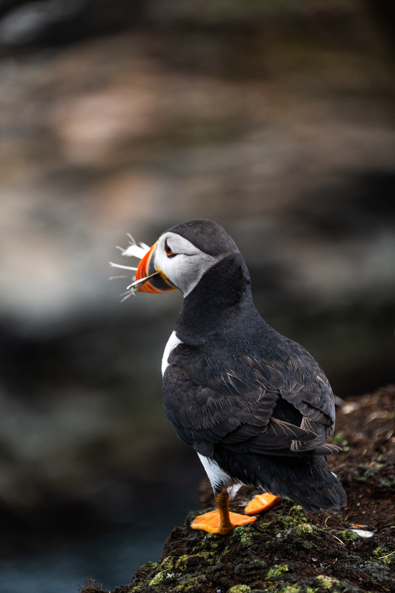 Puffin viewing area in Elliston, Newfoundland