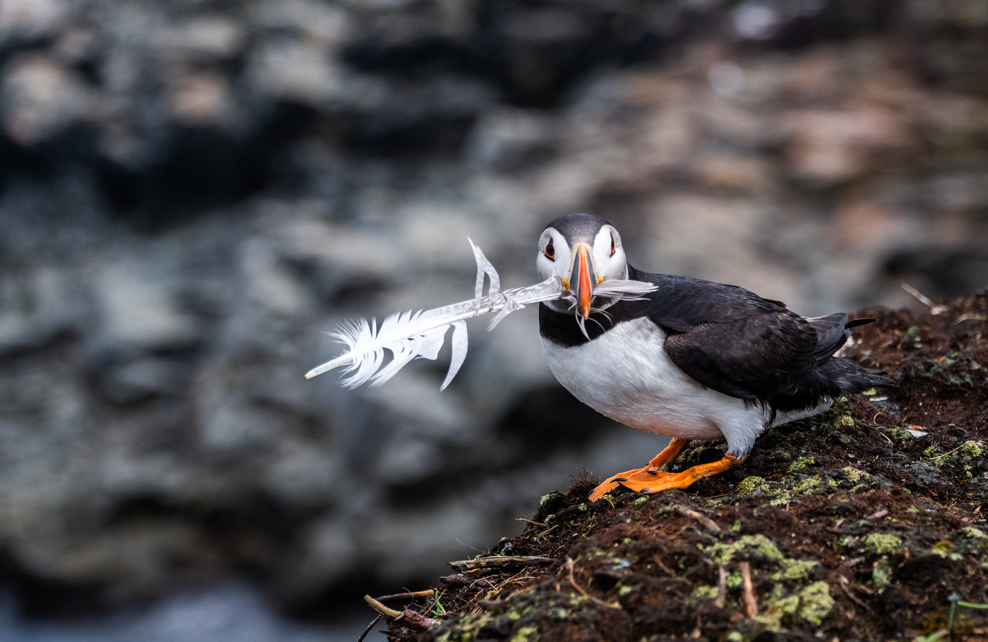 Puffin viewing area in Elliston, Newfoundland
