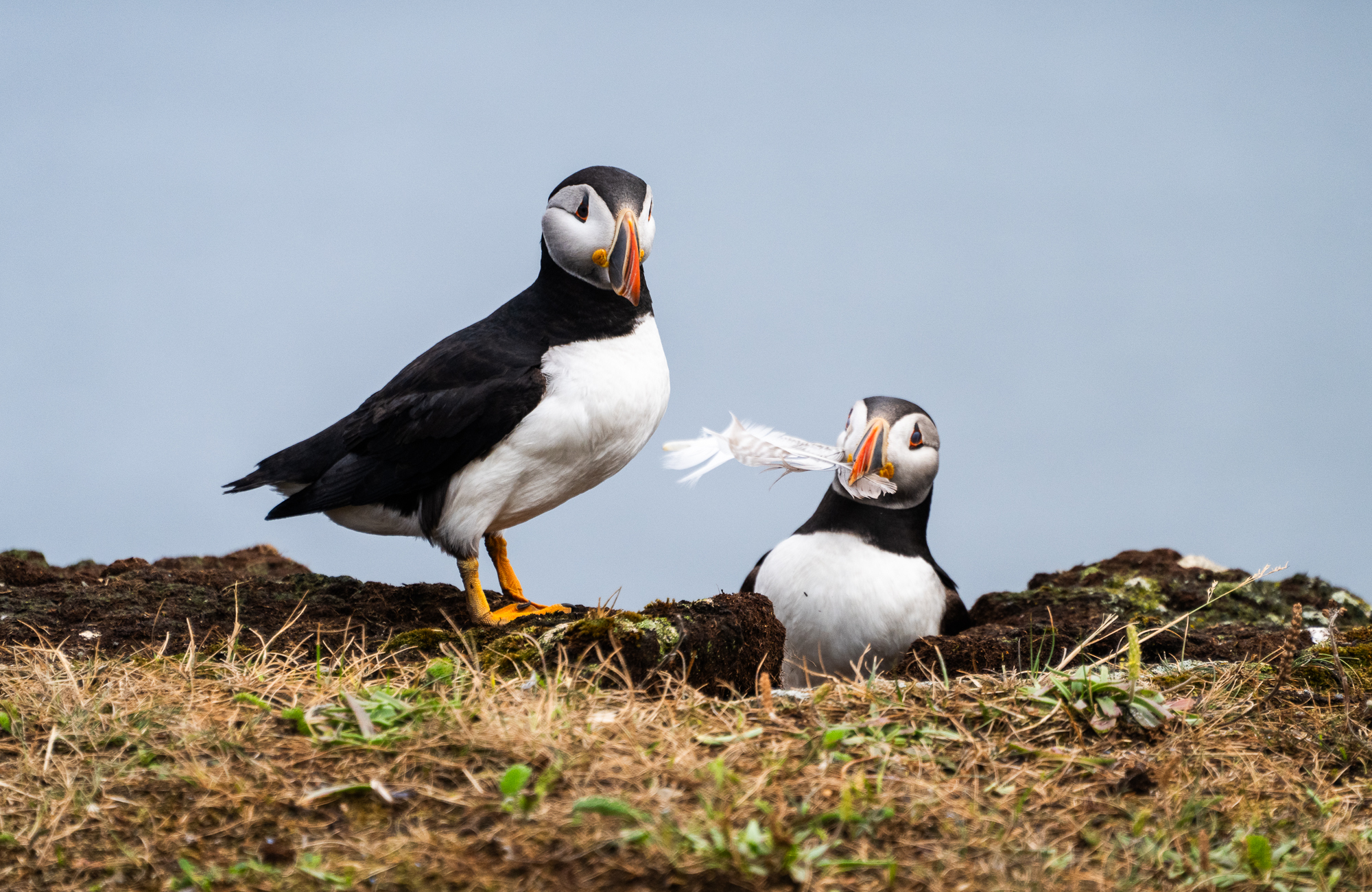 Puffin viewing area in Elliston, Newfoundland
